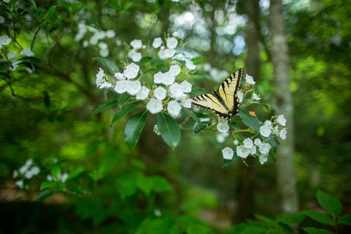 blog photo titled clouseau