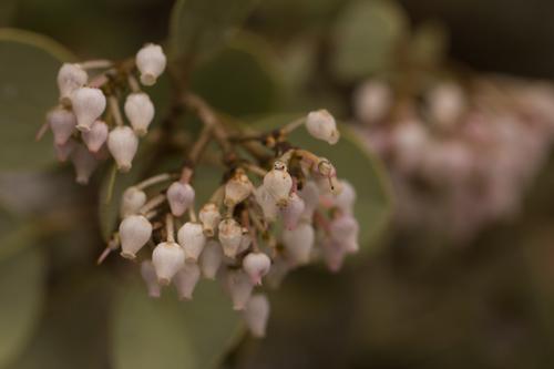 blog photo titled prehensile