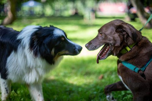 blog photo titled rapturous