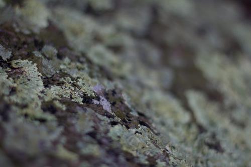 blog photo titled julep