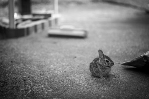 blog photo titled tenant