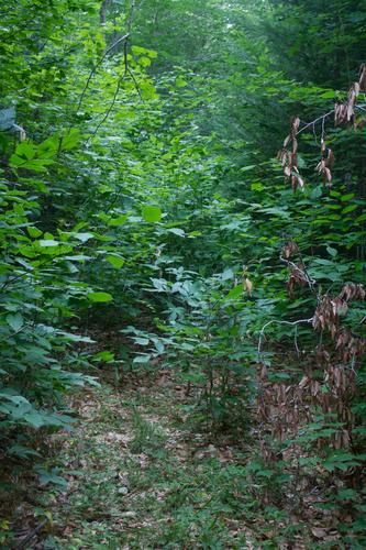 blog photo titled unmaintained
