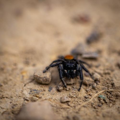 blog photo titled phidippus