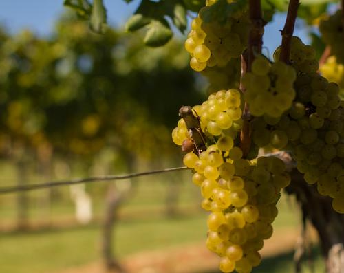 blog photo titled vino