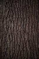 blog photo titled oak
