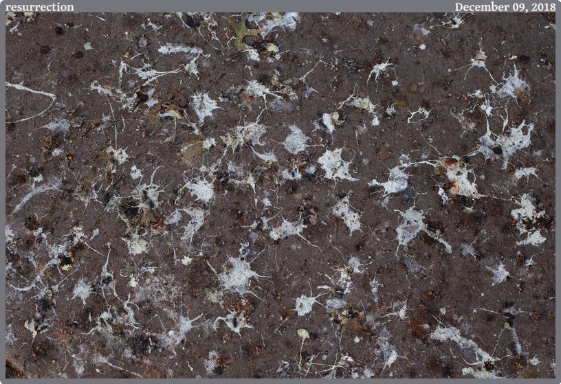 resurrection, taken 2018-12-09 || Canon Canon EOS 6D | 50mm | 1/400s @ f/5.6