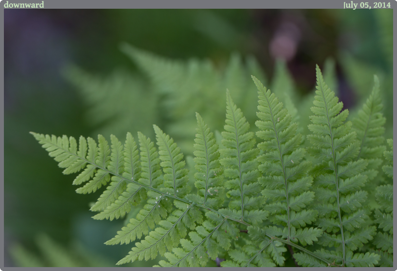 downward, taken 2014-07-05 || Canon Canon EOS REBEL T2i | 100mm | 1/60s @ f/4.5