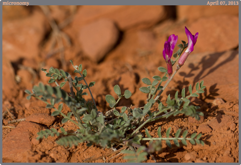 micronomy, taken 2013-04-07 || Canon Canon EOS REBEL T2i | 100mm | 1/640s @ f/5