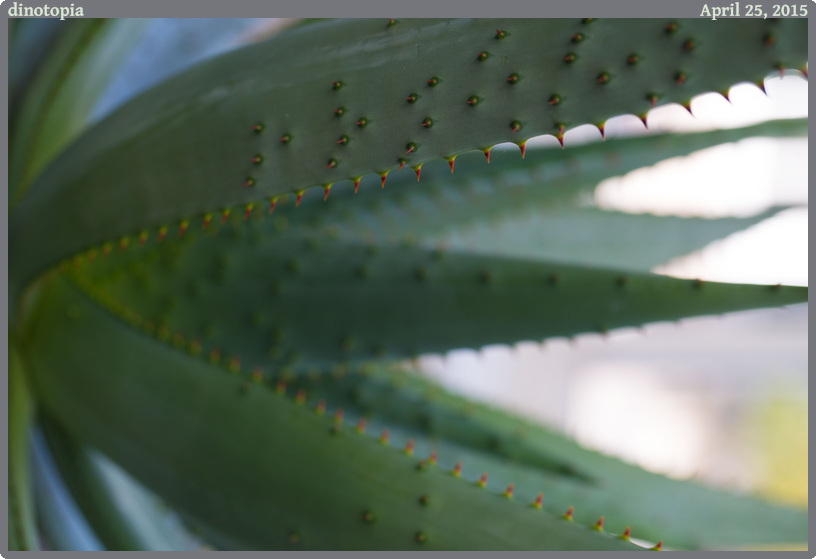 dinotopia, taken 2015-04-25 || Canon Canon EOS 6D | 100mm | 1/100s @ f/5