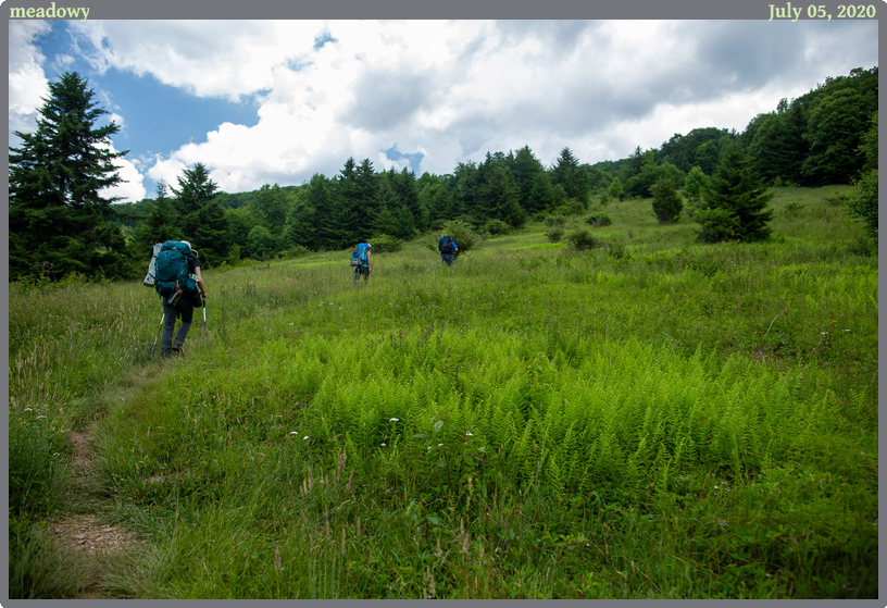 meadowy, taken 2020-07-05 || Canon Canon EOS 6D | 24mm | 1/160s @ f/3.5