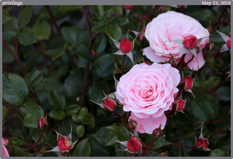 privilege, taken 2010-05-23 || Canon Canon EOS REBEL T2i | 48 | 1/125s @ f/5.6