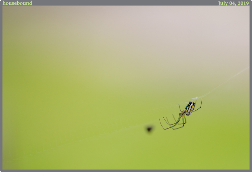 housebound, taken 2019-07-04 || Canon Canon EOS 6D | 100mm | 1/800s @ f/2.8