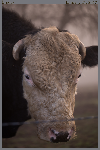 breeds, taken 2017-01-21 || Canon Canon EOS 6D | 100mm | 1/60s @ f/2.8