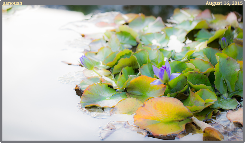 ganoush, taken 2015-08-16 || None None | None | None @ None