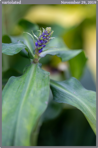 variolated, taken 2019-11-29 || Canon Canon EOS 6D | 100mm | 1/125s @ f/3.5