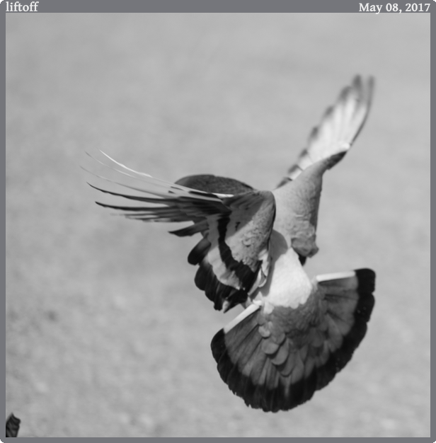 liftoff, taken 2017-05-08 || Canon Canon EOS 6D | 100mm | 1/2500s @ f/2.8