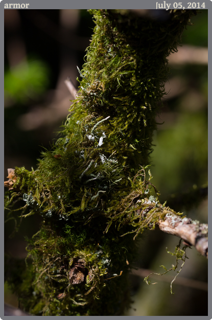armor, taken 2014-07-05 || Canon Canon EOS REBEL T2i | 100mm | 1/160s @ f/7.1
