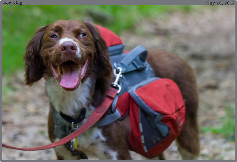 workdog, taken 2012-05-28 || Canon Canon EOS REBEL T2i | 100mm | 1/40s @ f/4.5
