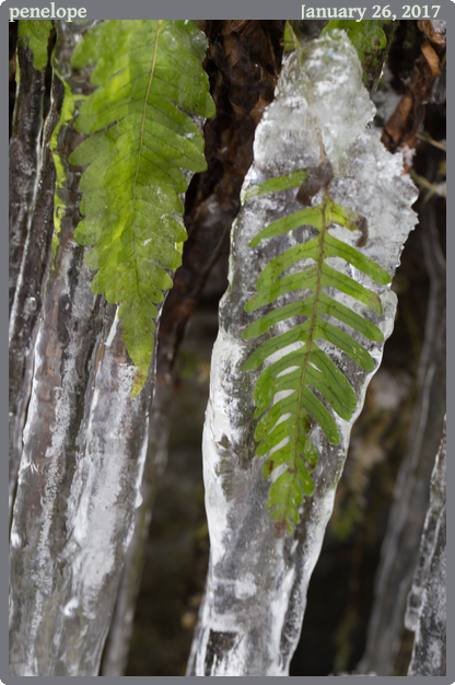 penelope, taken 2017-01-26 || Canon Canon EOS 6D | 100mm | 1/30s @ f/6.3