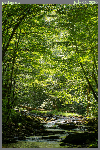 pettigrew, taken 2020-07-05 || Canon Canon EOS 6D | 100mm | 1/100s @ f/10