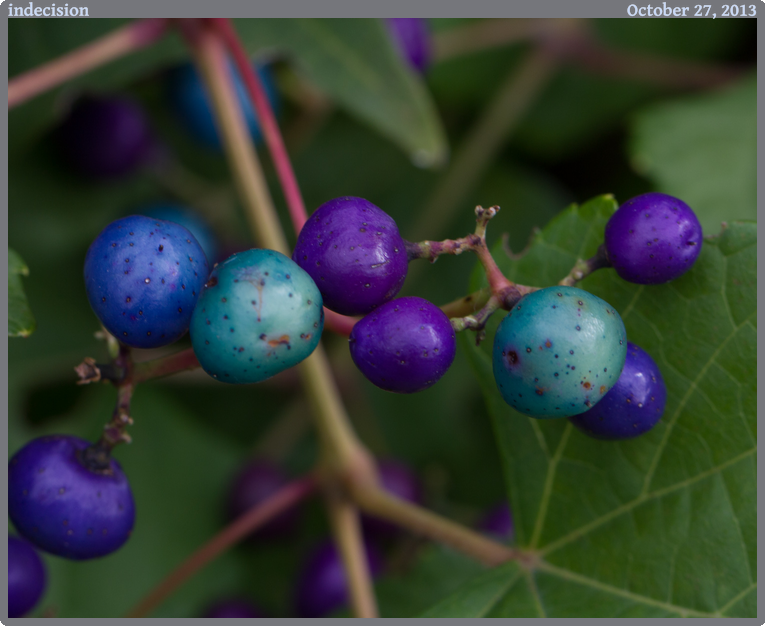 indecision, taken 2013-10-27 || Canon Canon EOS REBEL T2i | 100mm | 1/60s @ f/7.1
