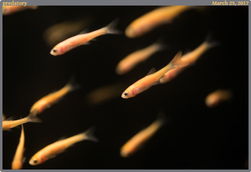 predatory, taken 2017-03-25 || Canon Canon EOS 6D | 100mm | 1/15s @ f/2.8