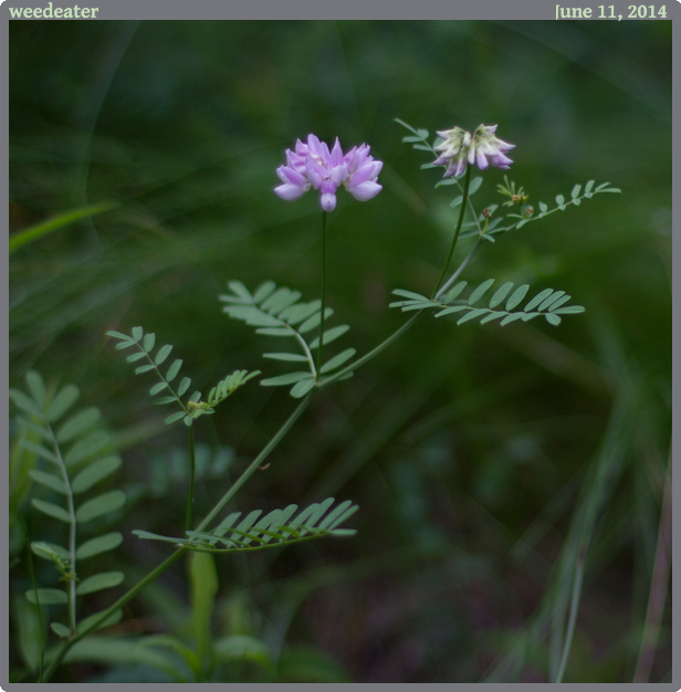 weedeater, taken 2014-06-11 || Canon Canon EOS REBEL T2i | 50mm | 1/1000s @ f/1.4