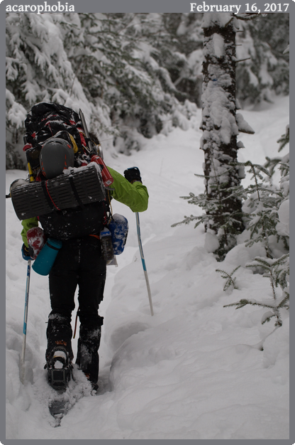 acarophobia, taken 2017-02-16 || Canon Canon EOS 6D | 100mm | 1/800s @ f/4.5