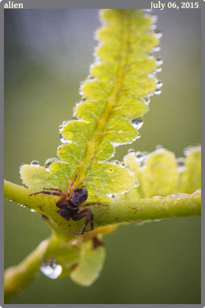 alien, taken 2015-07-06 || Canon Canon EOS 6D | 100mm | 1/100s @ f/9