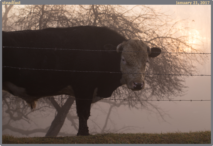 steadfast, taken 2017-01-21 || Canon Canon EOS 6D | 100mm | 1/30s @ f/7.1