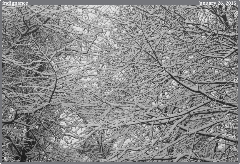 indignance, taken 2015-01-26 || Canon Canon EOS 6D | 100mm | 1/25s @ f/20