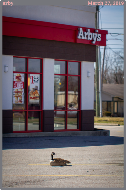 arby, taken 2019-03-27 || Canon Canon EOS REBEL T2i | 100mm | 1/2000s @ f/2.8