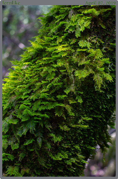 fernlike, taken 2019-04-07 || Canon Canon EOS REBEL T2i | 50mm | 1/40s @ f/5