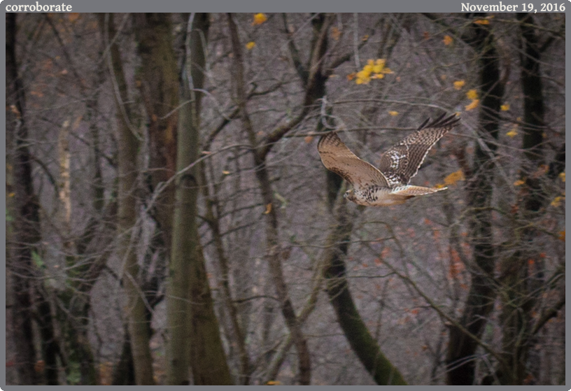 corroborate, taken 2016-11-19 || Canon Canon EOS 6D | 50mm | 1/640s @ f/4