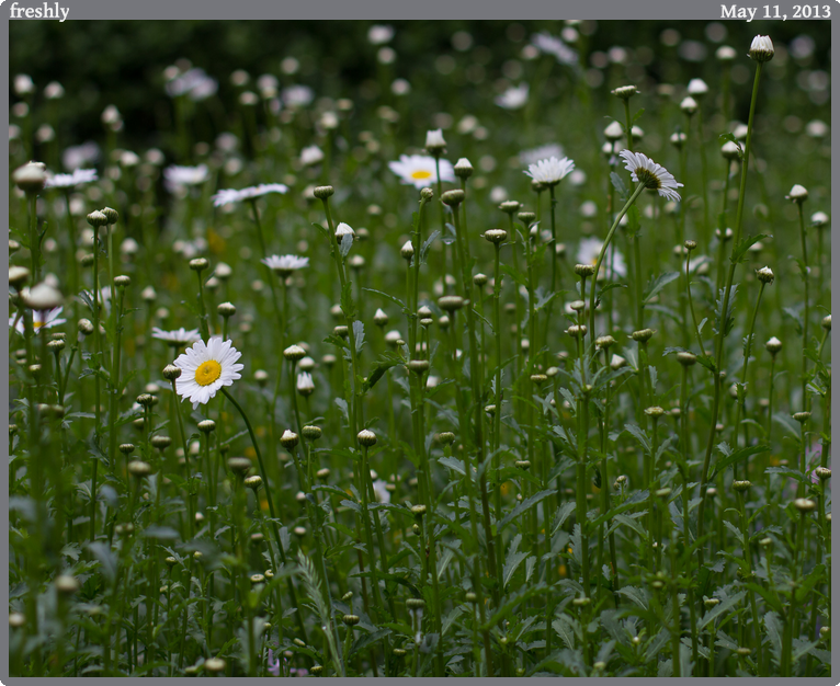 freshly, taken 2013-05-11 || Canon Canon EOS REBEL T2i | 50mm | 1/1250s @ f/2.5