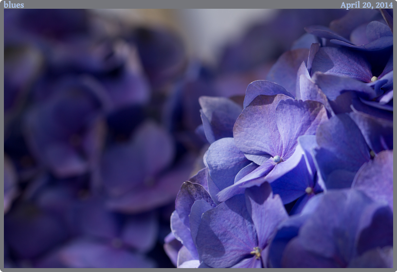 blues, taken 2014-04-20 || Canon Canon EOS REBEL T2i | 100mm | 1/160s @ f/5