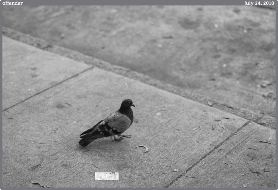 offender, taken 2010-07-24 || Canon Canon EOS REBEL T2i | 50mm | 1/800s @ f/1.8