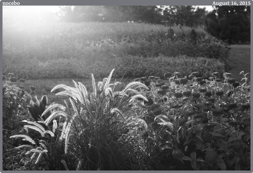 nocebo, taken 2015-08-16 || None None | None | None @ None