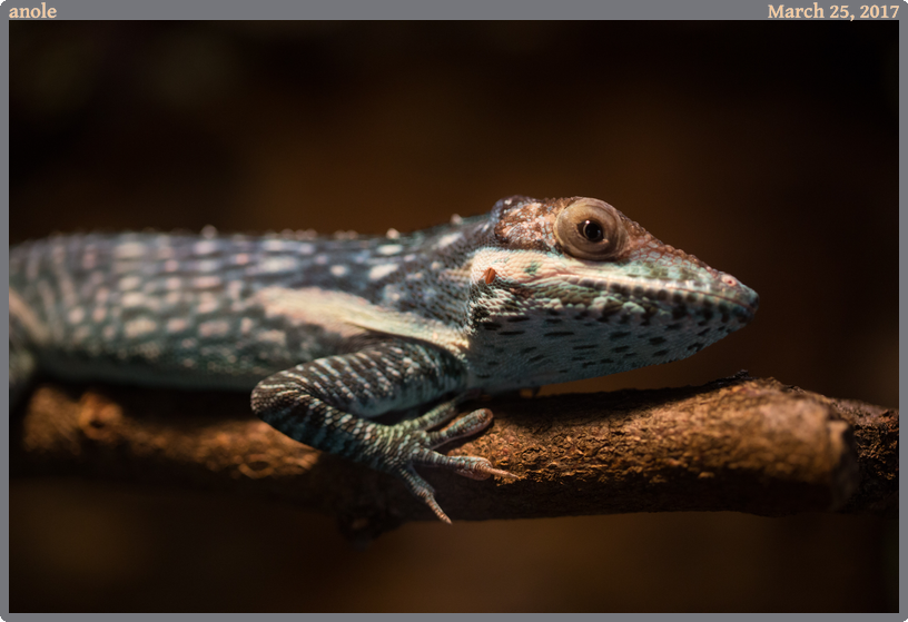 anole, taken 2017-03-25 || Canon Canon EOS 6D | 100mm | 1/30s @ f/2.8