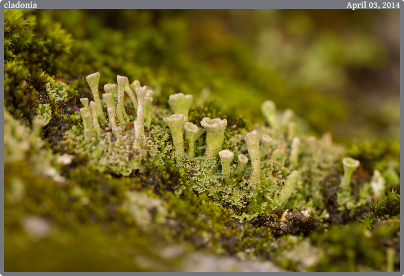 cladonia, taken 2014-04-03 || Canon Canon EOS REBEL T2i | 100mm | 1/30s @ f/4