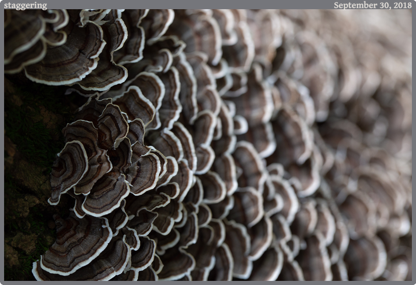 staggering, taken 2018-09-30 || Canon Canon EOS 6D | 100mm | 1/20s @ f/7.1