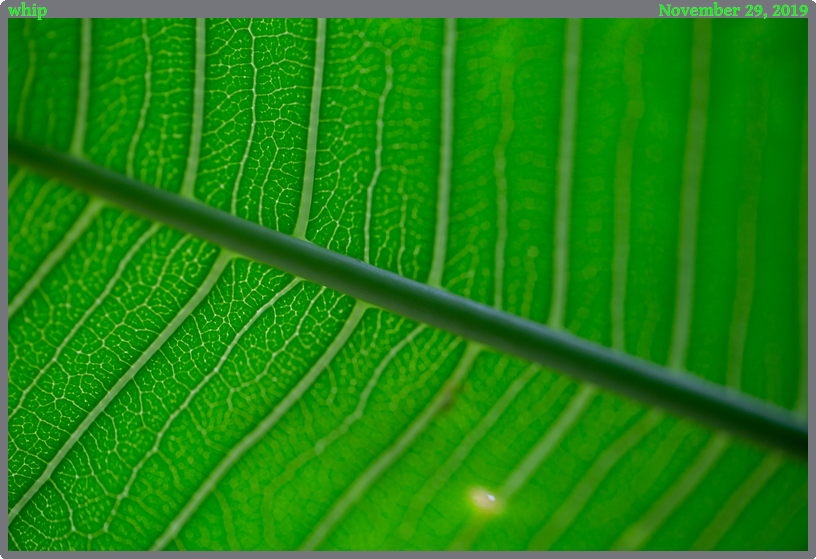 whip, taken 2019-11-29 || Canon Canon EOS 6D | 100mm | 1/40s @ f/2.8