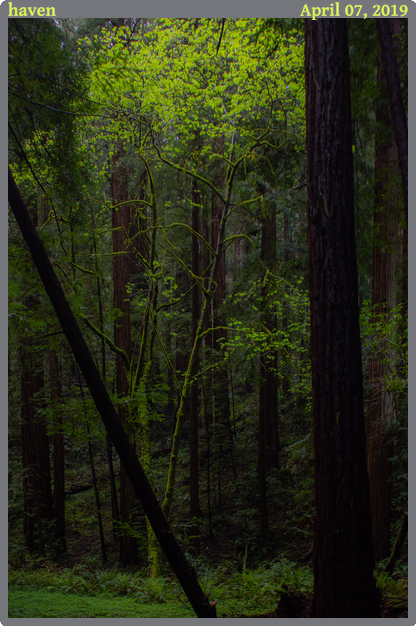haven, taken 2019-04-07 || Canon Canon EOS REBEL T2i | 20mm | 1/100s @ f/3.5