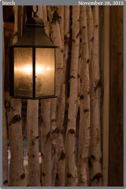 birch, taken 2015-11-28 || None None | None | None @ None