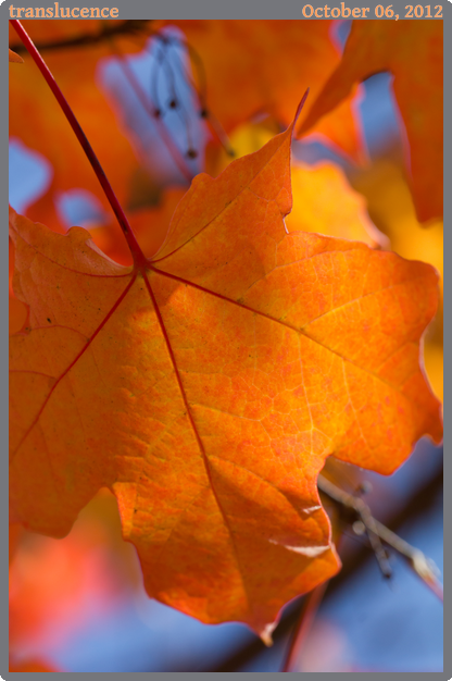 translucence, taken 2012-10-06 || Canon Canon EOS REBEL T2i | 100mm | 1/400s @ f/9