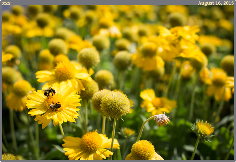 xxx, taken 2015-08-16 || None None | None | None @ None