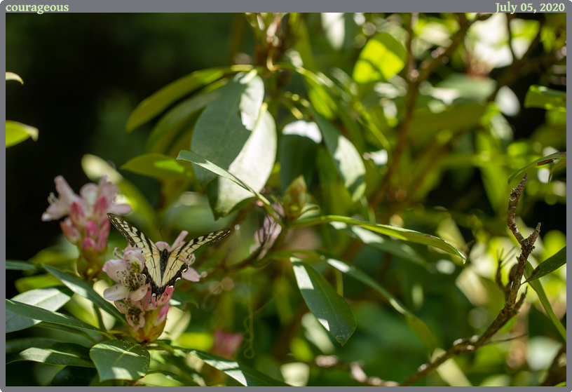 courageous, taken 2020-07-05 || Canon Canon EOS 6D | 100mm | 1/400s @ f/3.5