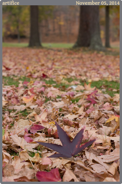 artifice, taken 2014-11-05 || Canon Canon EOS REBEL T2i | 50mm | 1/500s @ f/7.1