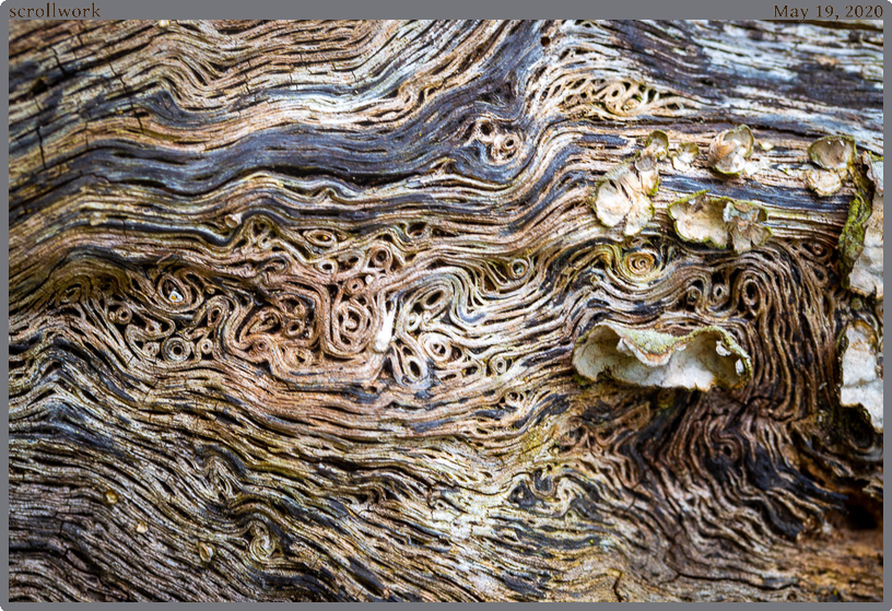 scrollwork, taken 2020-05-19 || Canon Canon EOS 6D | 100mm | 1/40s @ f/6.3