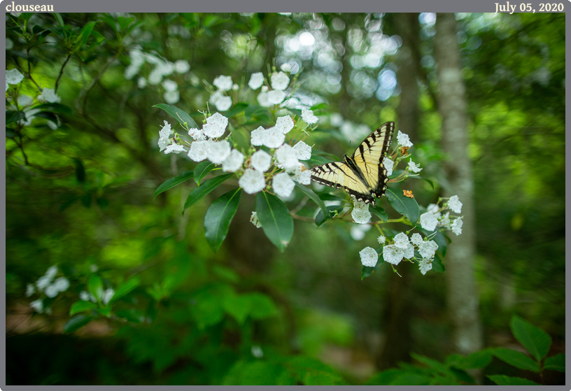 clouseau, taken 2020-07-05 || Canon Canon EOS 6D | 24mm | 1/160s @ f/1.6